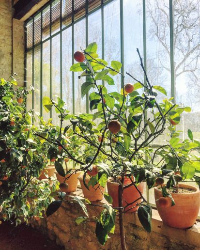 l’histoire des l’orange en France a chateau gaillard