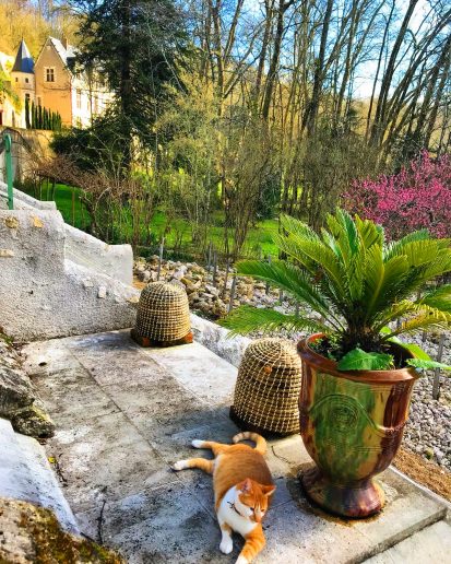 le chat dans les jardin de dom Pacello di mercogliano