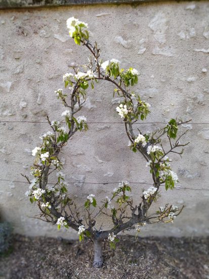 le chateau botanique